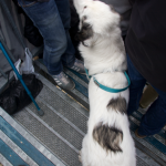 Kurvenhund immer dabei!